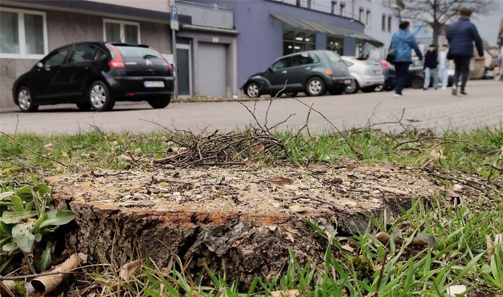 Die Neugestaltung des Marktplatzes in Dürrmenz beginnt mit dem Fällen von Bäumen, die ersetzt werden sollen. Foto: Deeg