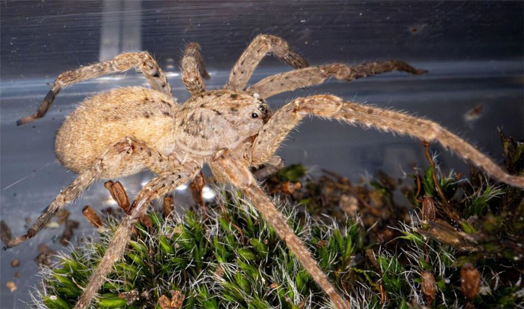 Die Nosferatu-Spinne kommt ursprünglich aus dem Mittelmeerraum.