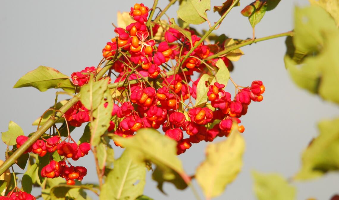 Die „Pfaffenhütchen“ sehen hübsch aus, sind aber giftig. Wer deutlich mehr als ein Dutzend der Früchte isst, muss mit Kreislaufstörungen, Fieber und Koliken rechnen. Fotos: Lechner