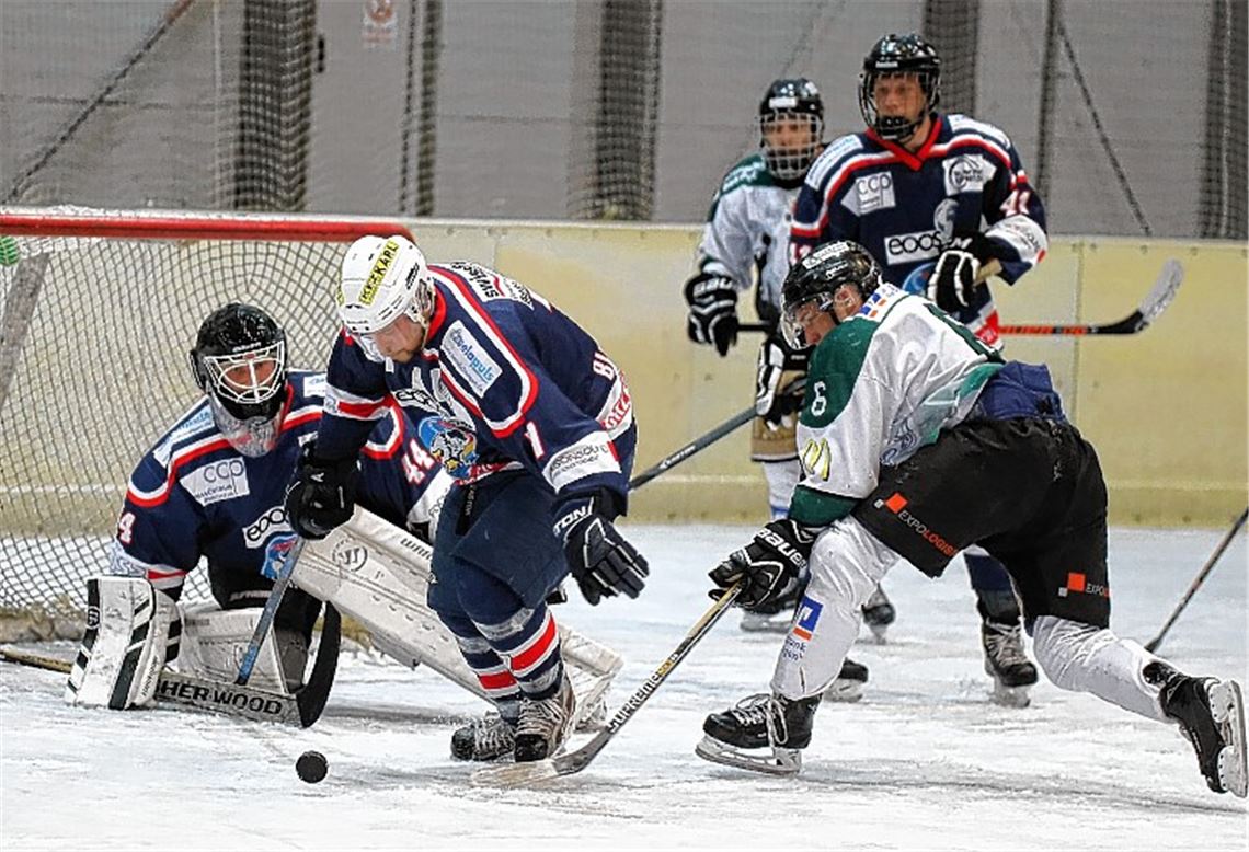 Bisons bangen um ihre Zukunft