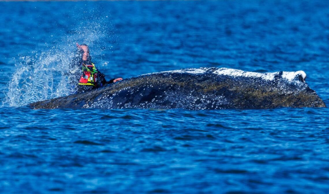 Die Planungen für die Rettung des Wals laufen.