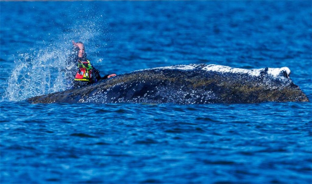 Die Planungen für die Rettung des Wals laufen.