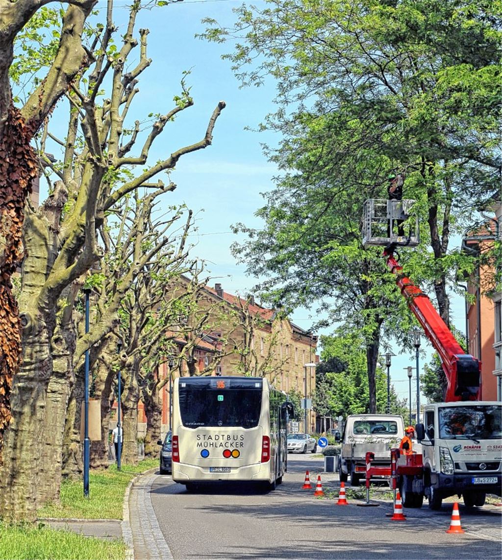 Elsternnest wird bei Baumpflege verschont