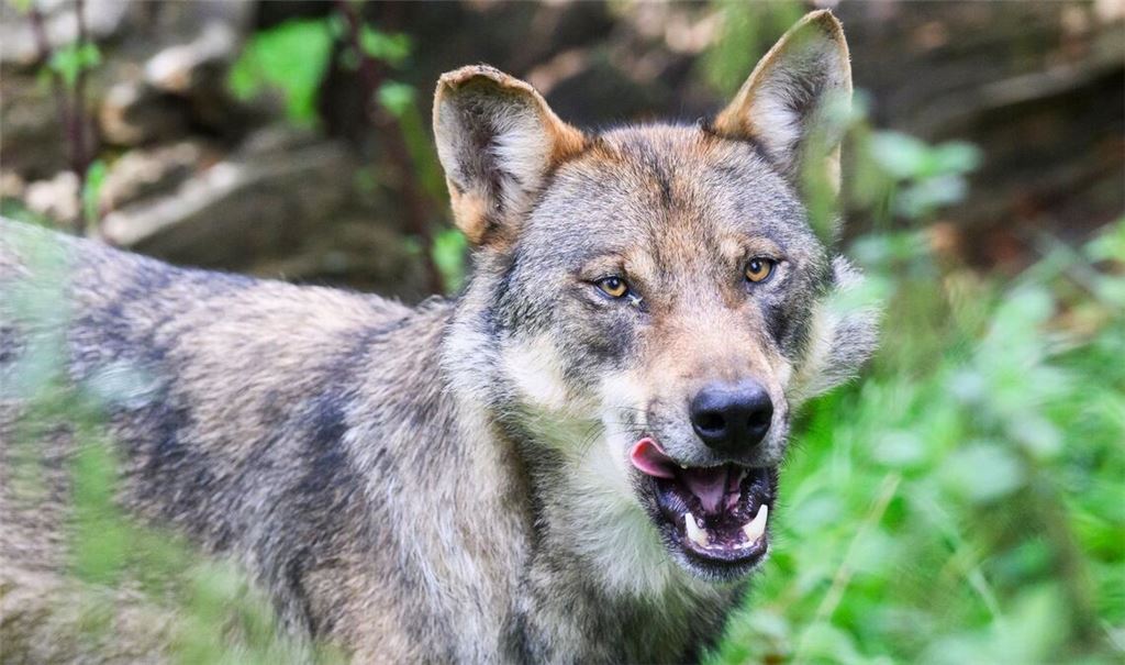 Die Polizei geht davon aus, dass es sich bei dem eingefangenen Wolf um ein zuvor in Blankenese gesichtetes Tier handelt. (Symbolbild)