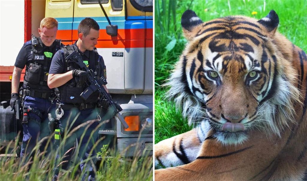 Die Polizei hat am Nachmittag bei Leipzig einen entlaufenen Tiger (Symbolbild) erschossen.