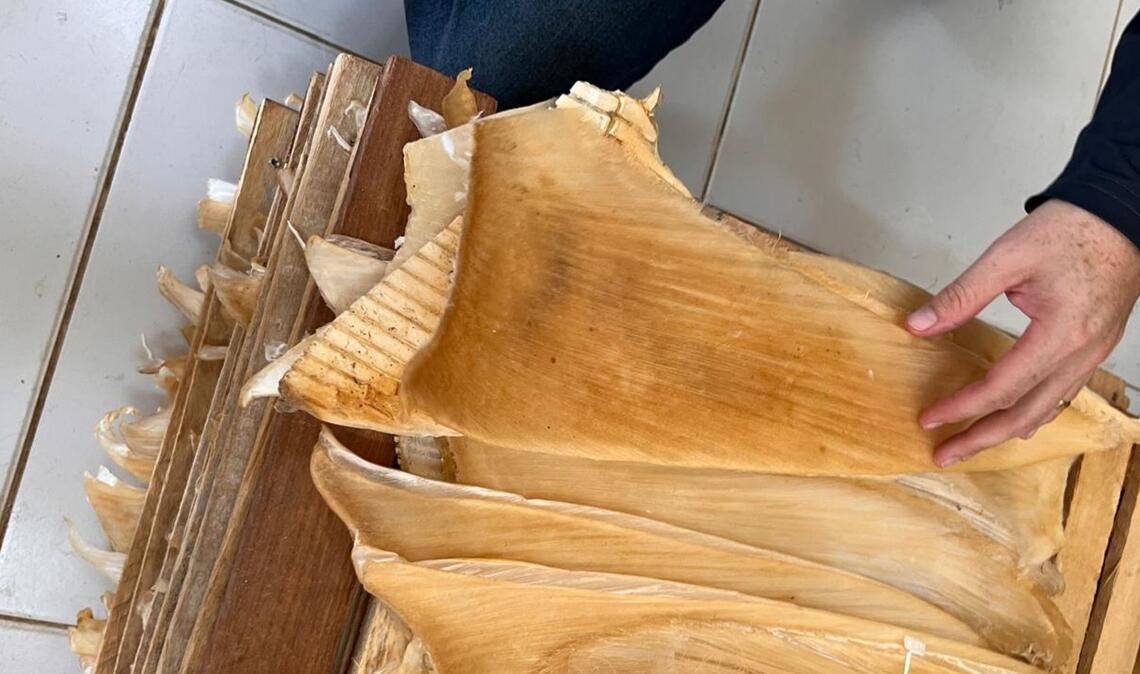 Die Polizei hat mehr als 1,5 Tonnen Haiflossen beschlagnahmt.