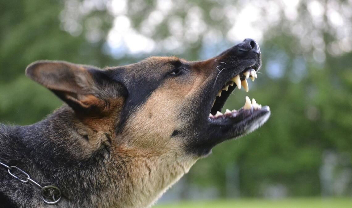 Die Polizei sucht nun nach dem Besitzer des angreifenden Hundes. (Symbolbild)