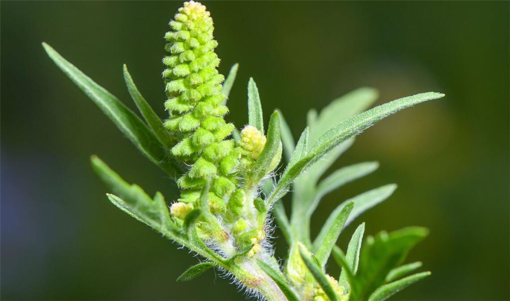 Die Pollen der Ambrosia sind besonders aggressiv. Schon vergleichsweise kleine Mengen in der Luft reichen aus, um eine allergische Reaktion auszulösen.