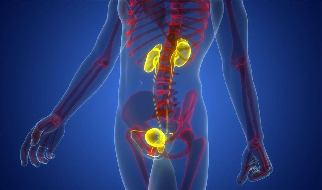 Die Prostata (Vorsteherdrüse) ist ein Organ des Mannes, das etwa so groß wie eine Walnuss ist und sich unterhalb der Harnblase befindet. Sie umschließt die Harnröhre und spielt eine wichtige Rolle bei der Fortpflanzung, indem sie ein Sekret produziert, das die Spermien beweglich macht.