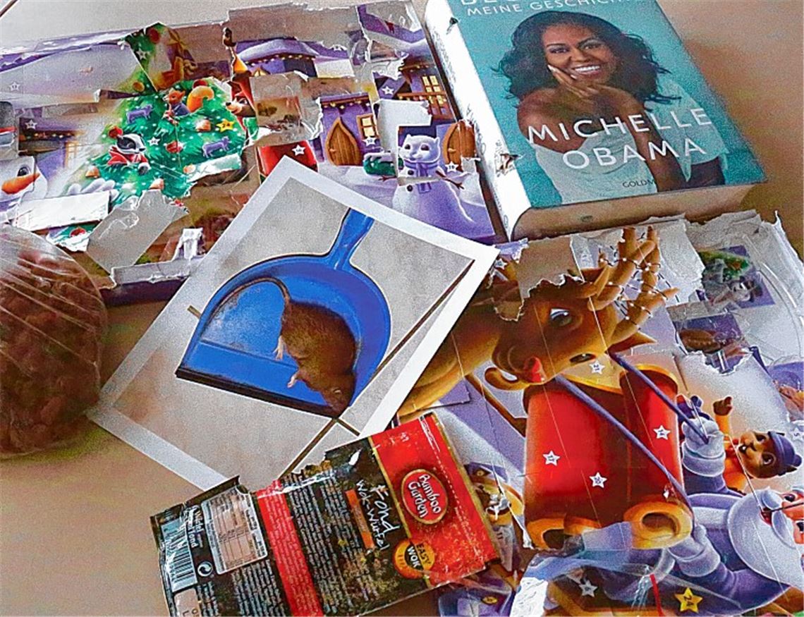 Die Ratte hatte, bevor sie tot auf der Kutterschaufel lag, unter anderem Spaß mit der Schokolade von zwei Adventskalendern und einer Michelle-Obama-Biografie. Das war jedoch längst nicht alles, was dem Tier schmeckte, das auch zahlreiche Kabel annagte oder gar durchbiss. Foto: Disselhoff