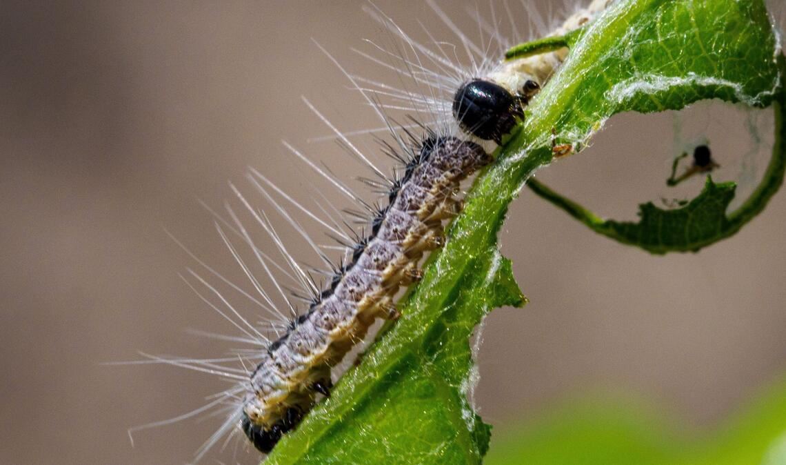 Die Raupen des Eichenprozessionsspinners (Archivfoto).