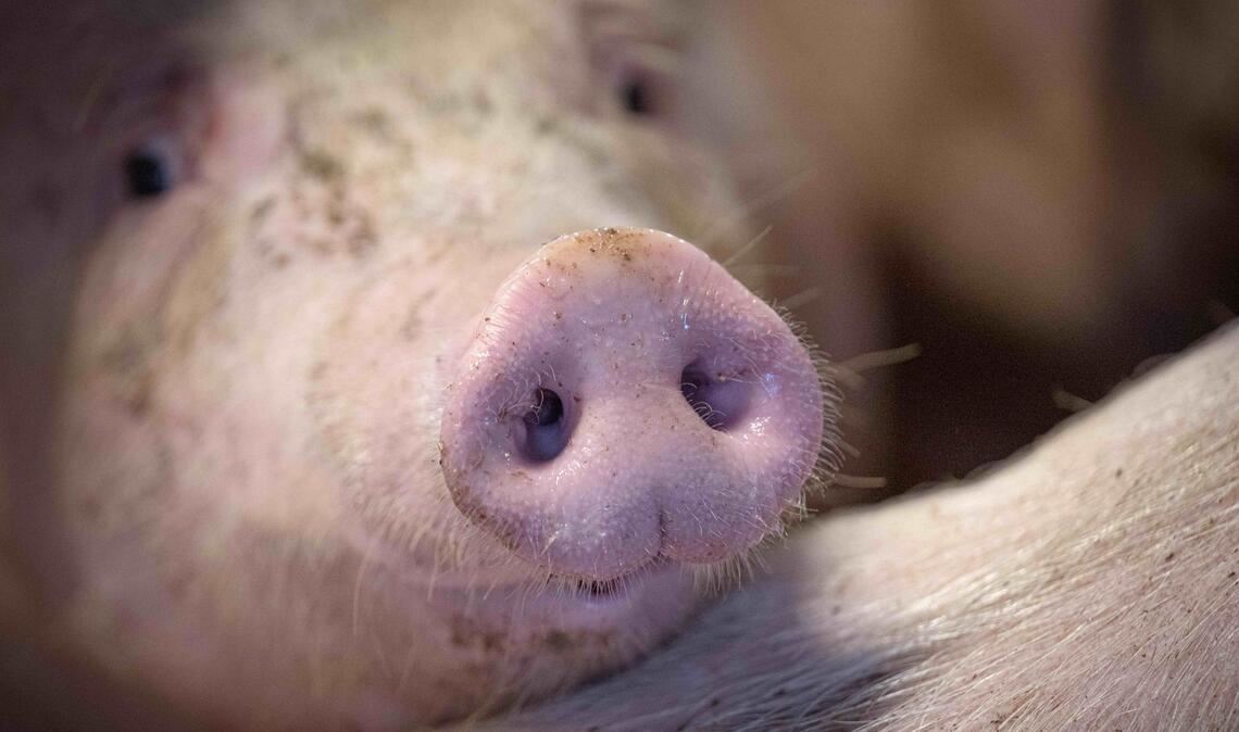 Die Regierung stimmt über Verbesserungen im Tierschutz ab.