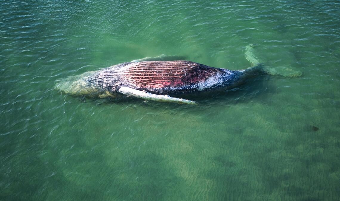 Die Reise des Buckelwals endete im flachen Wasser vor der dänischen Insel Anholt.