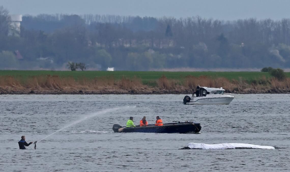 Die Rettungsaktion läuft, aber der Wal sollte am Samstag nicht mehr transportiert werden.