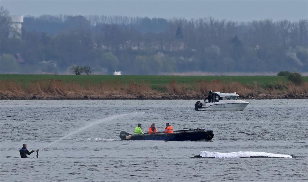Die Rettungsaktion läuft, aber der Wal sollte am Samstag nicht mehr transportiert werden.