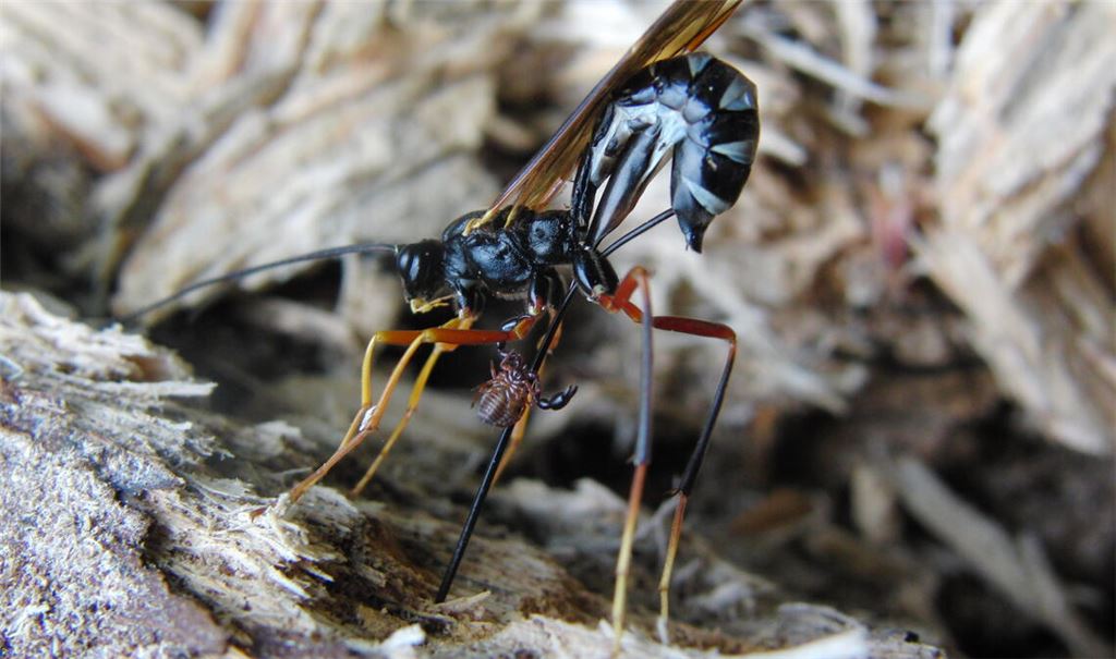 Die Riesen-Holzschlupfwespe hat nicht nur eine schlanke Taille, sondern überrascht auch mit kuriosen Fähigkeiten. Foto: Lechner