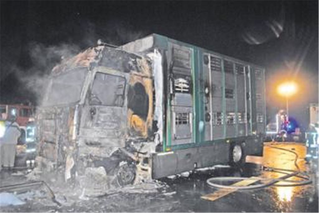 Die Rinder im Aufbau der Zugmaschine überleben den Brand nicht. Foto: Myroshnichenko