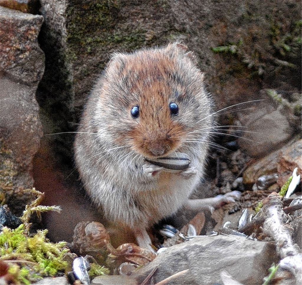 Süßes Tierchen mit Nebenwirkungen