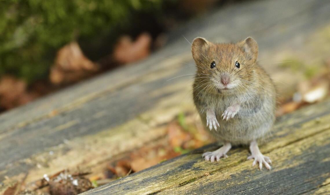 Die Rötelmaus oder Waldwühlmaus überträgt das Hantavirus über ihren Kot.