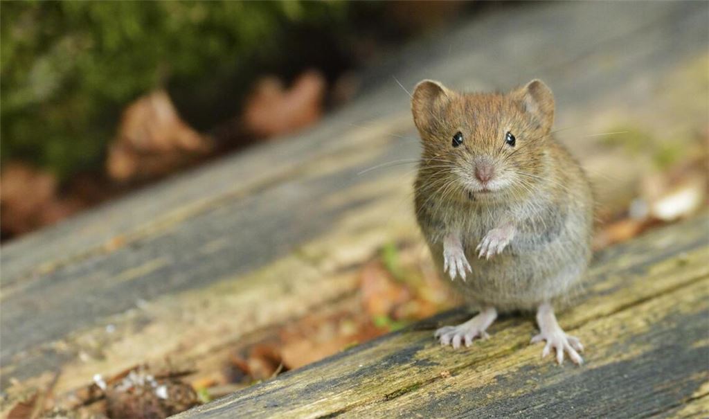 Die Rötelmaus oder Waldwühlmaus überträgt das Hantavirus über ihren Kot.