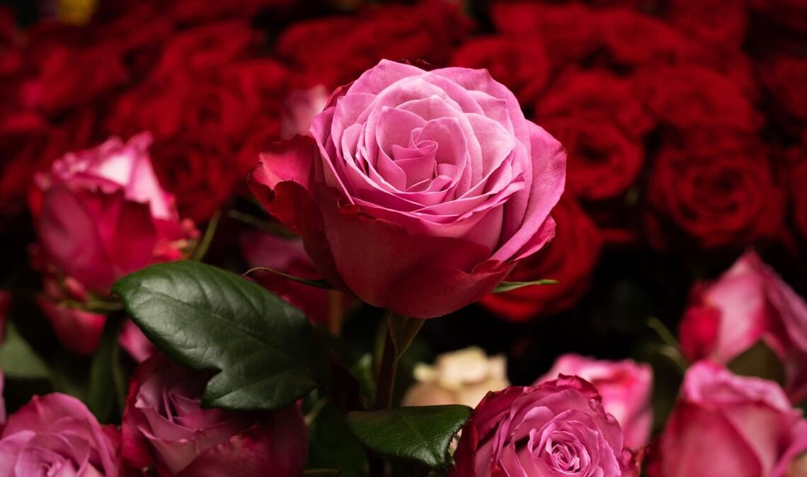 Die Rose ist die mit Abstand beliebteste Schnittblume in Deutschland. (Archivbild)