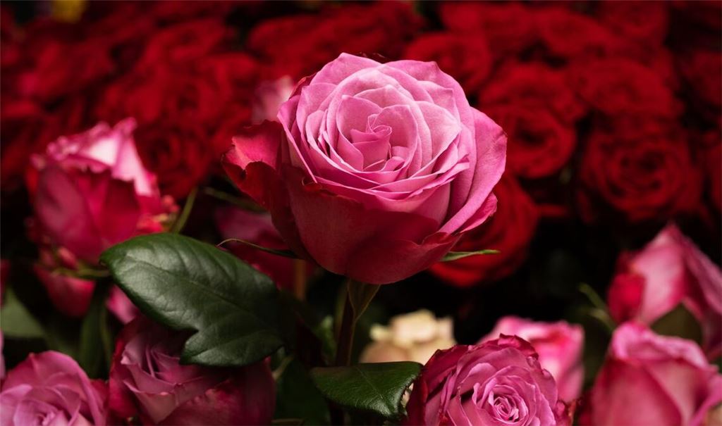 Die Rose ist die mit Abstand beliebteste Schnittblume in Deutschland. (Archivbild)