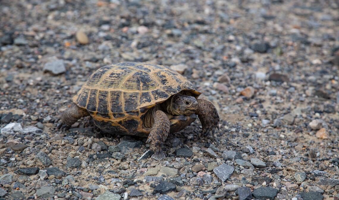 Die Schildkröte wurde gerettet (Symbolbild).