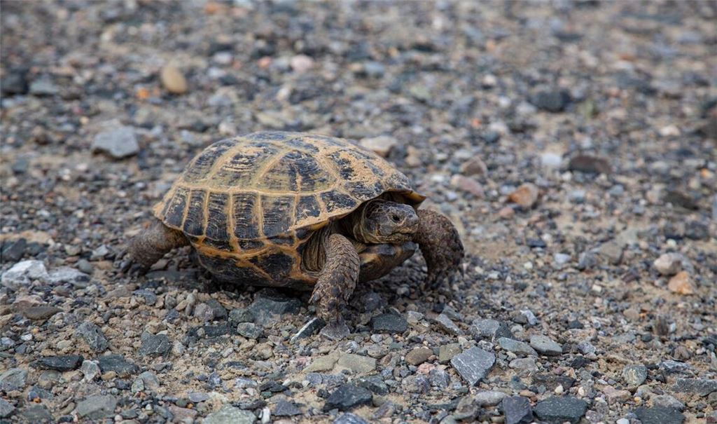 Die Schildkröte wurde gerettet (Symbolbild).