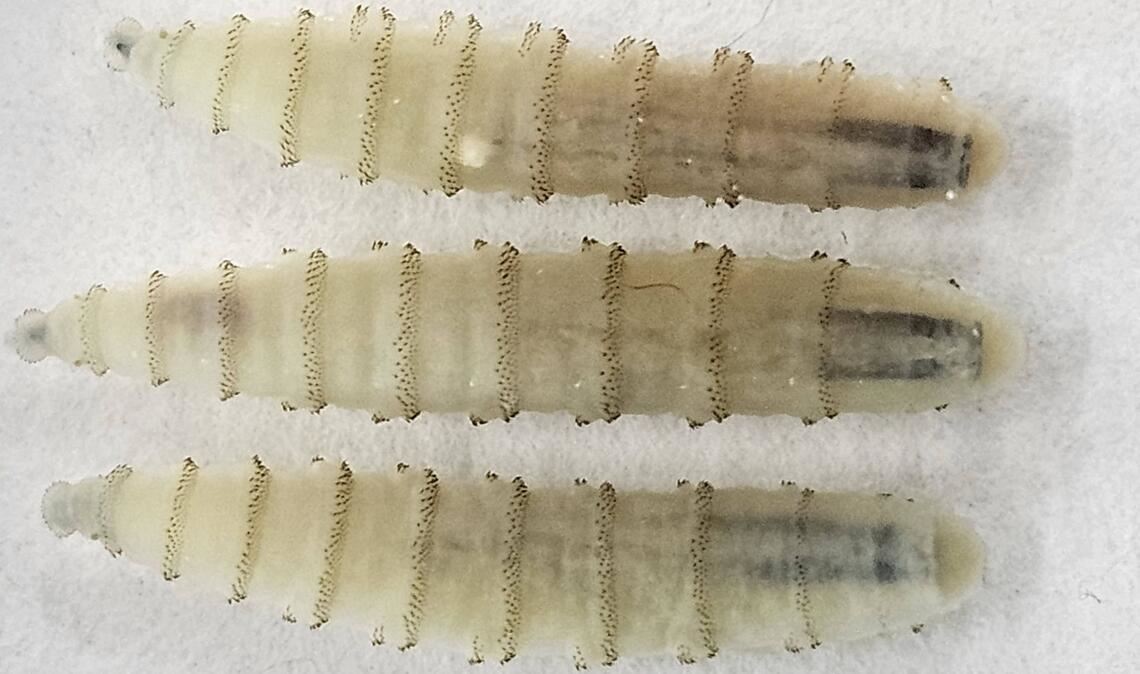 Die Schraubenwurmfliege (Cochliomyia hominivorax) gehört zu Art der Schmeißfliegen. Ihre Maden (Bild) befallen den Wirt von außen und leben als Ektoparasiten, indem sie sich vom Körpergewebe von Warmblütern ernähren.