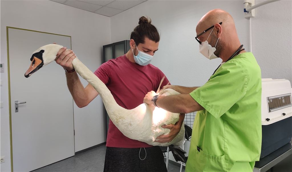 Die Schwänin bei der lebensrettenden OP in Bruchsal. Louis Hammer hält das Tier in seinen Händen, damit der Tierarzt vollen Zugriff auf den verletzten Flügel hat. Fotos: privat