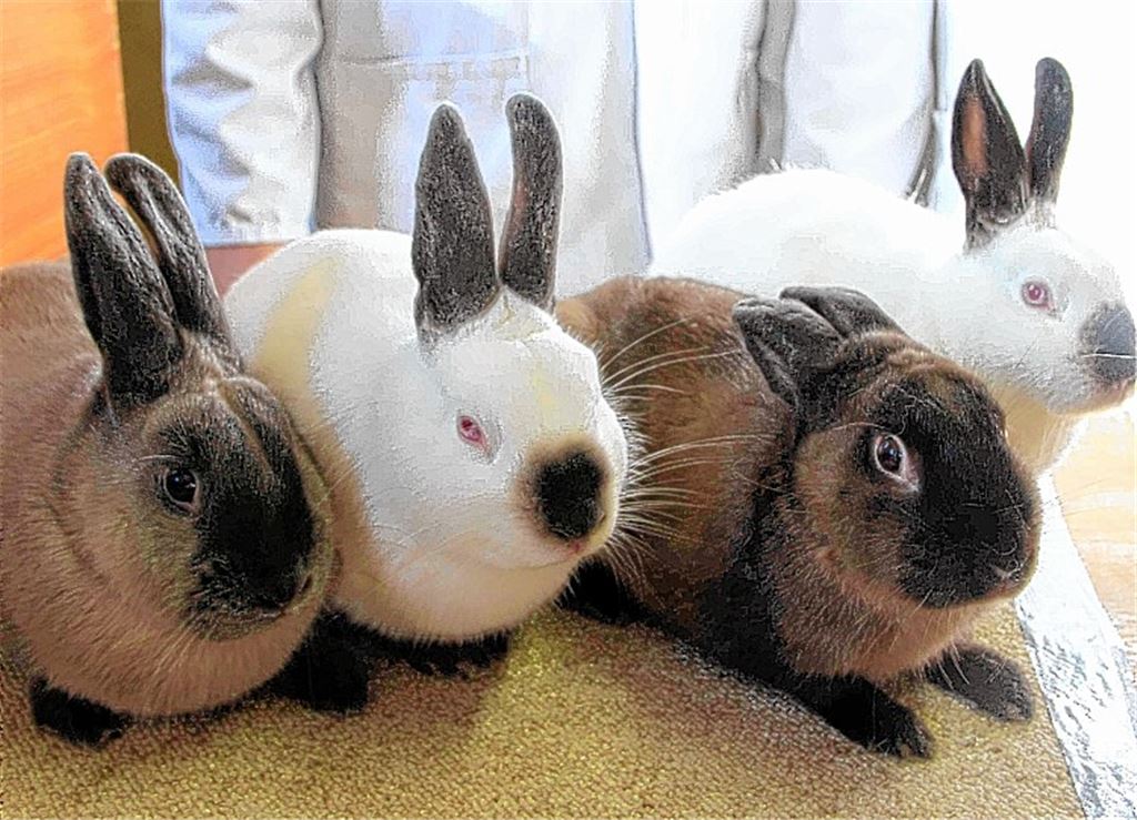 Die Siegerkaninchen. Foto: Kuneck