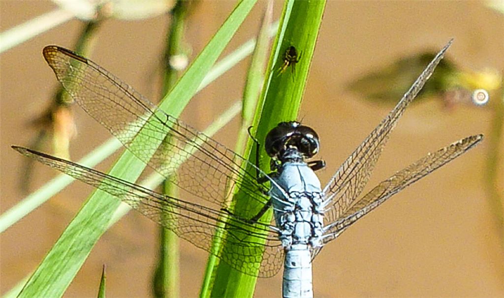 Die „Sömmerung“ beeinflusst die am Wasser lebenden Libellen.