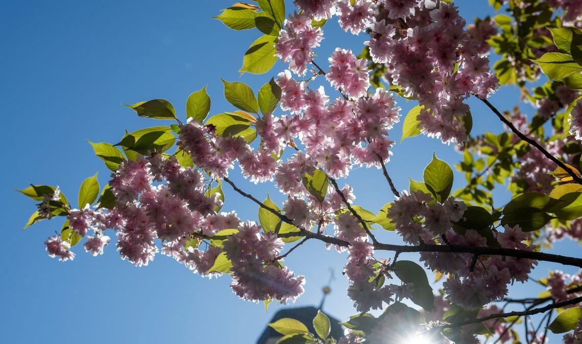 Die Sonne scheint fast überall den ganzen Tag. (Archivbild)