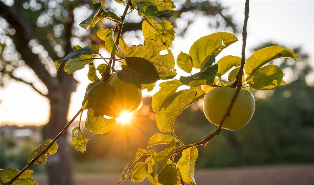 Die Sonne zeigt sich bis zur Wochenmitte noch öfter in Deutschland.