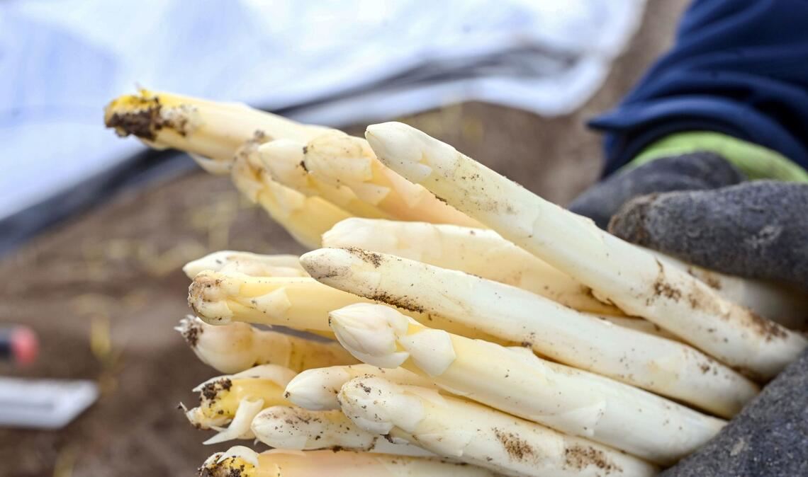Die Spargelsaison hat begonnen. (Symbolbild)