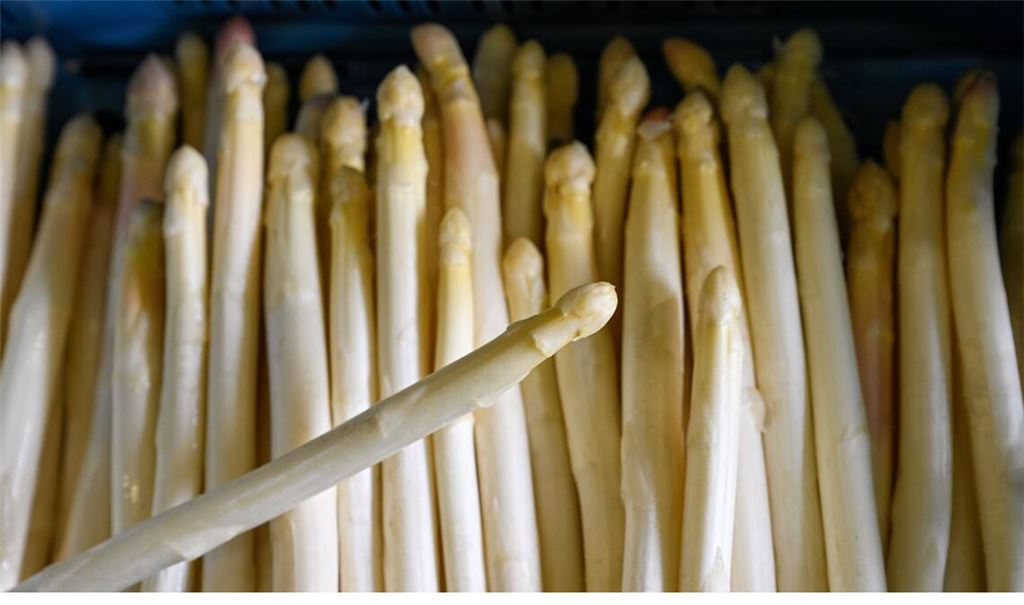 Die Spargelzeit steht vor der Tür.