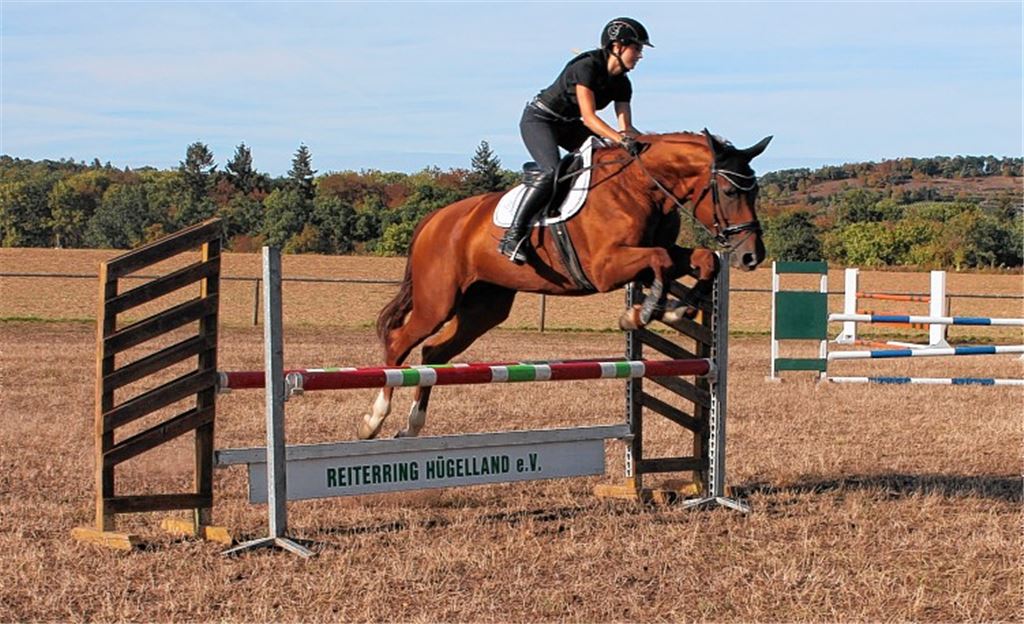 Ein Blick in die Welt des Pferdesports