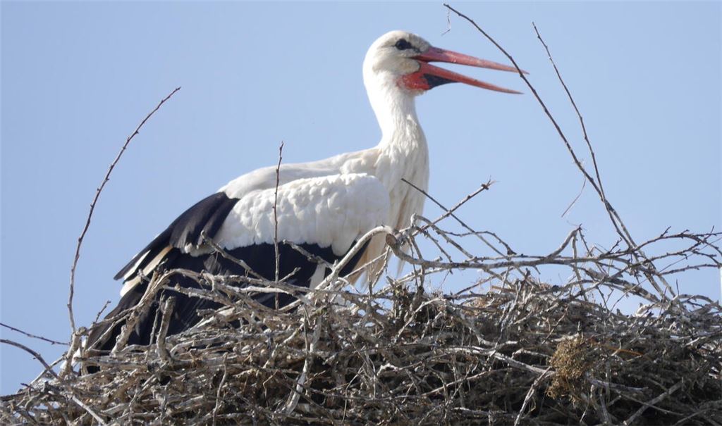 Die Statistik beweist: Der Storch hat im vergangenen Jahr in Mühlacker weniger Kinder gebracht. Archivfoto: Klaus Dolt