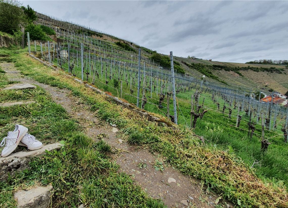 Die Steillagen von Roßwag.Foto: Huber