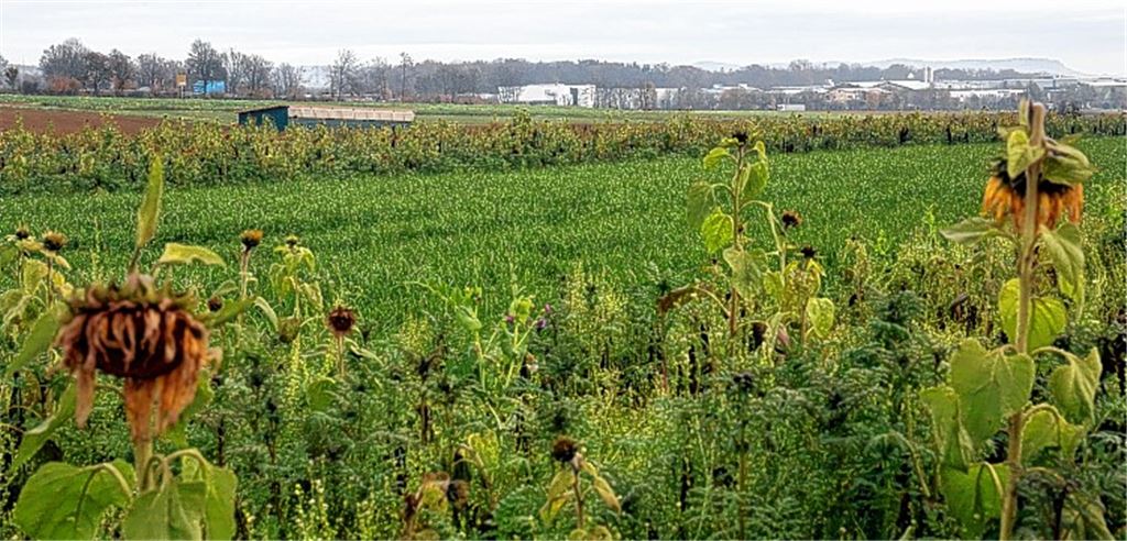 Die Suche nach einer geeigneten Fläche für ein Gewerbe- und Industriegebiet bleibt schwierig und umstritten. Eine Ausweisung im Gebiet Lug-Fuchsensteige wird mehrheitlich abgelehnt.