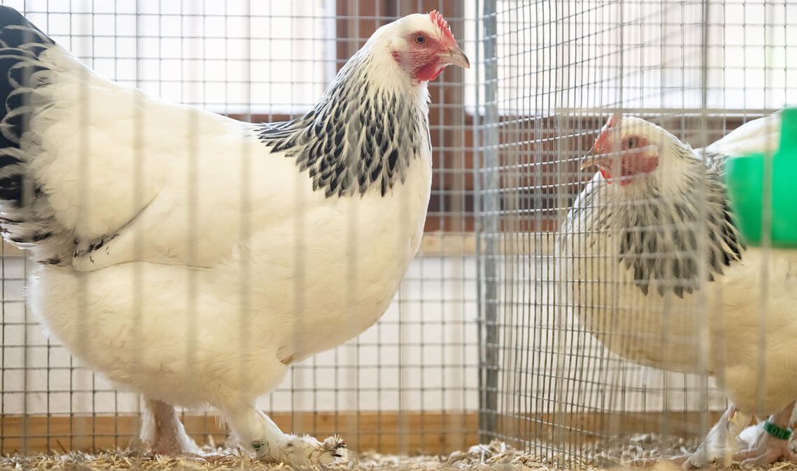 Die „Sundheimer“ von Jasmin und Simon Ulrich werden erstmals bei der Lokalschau in Serres präsentiert. Foto: Fotomoment