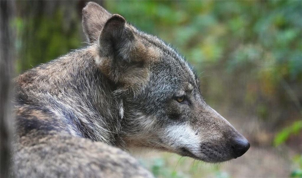Die Tage des Wolfs sind wohl gezählt (Symbolbild).
