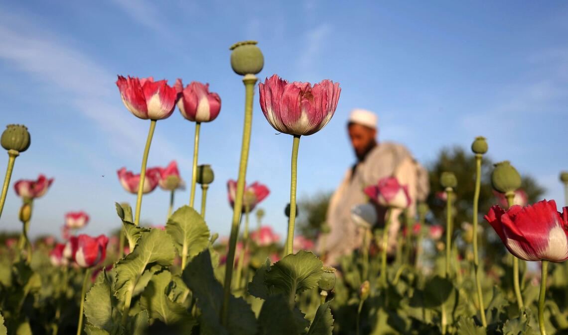Die Taliban verboten 2022 den Anbau von Mohn. (Symbolbild)