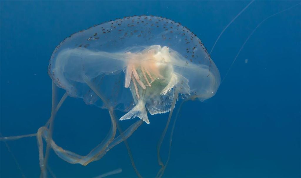 Die Tentakel der Seewespe sind mit Tausenden von Nesselzellen besetzt, die bei der kleinsten Berührung explodieren und tief in die Haut eindringen.