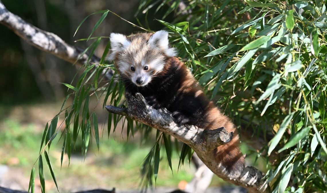 Die Tierart steht auf der Roten Liste der Internationalen Union zur Bewahrung der Natur (IUCN) und gilt als stark gefährdet.