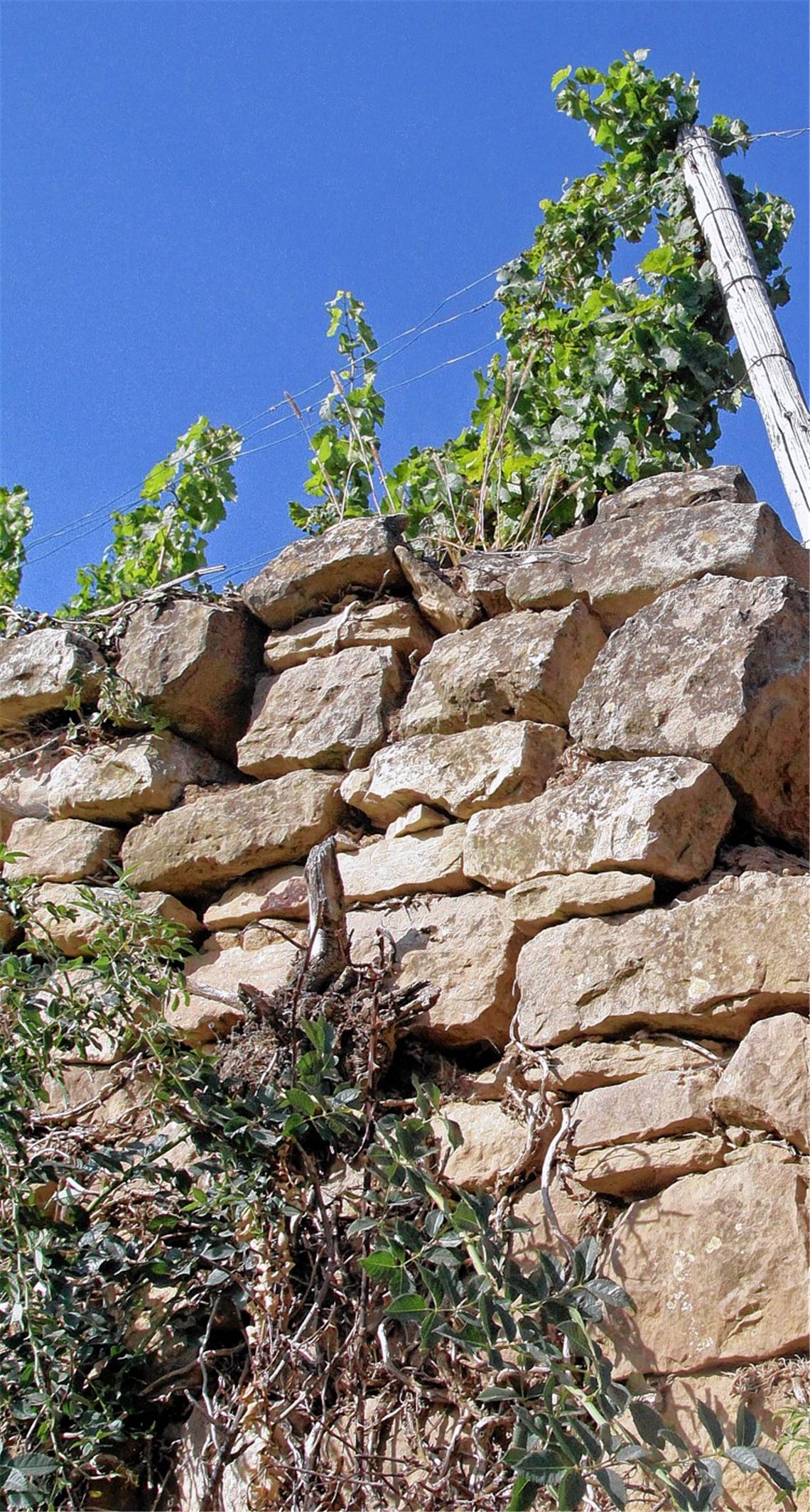 Die Trockenmauern in dem „Lernort Weinberg“ auf Illinger Gemarkung hoch über der Enz sind bereits im vergangenen Herbst saniert worden. Trotzdem sind immer noch Hunderttausende Quadratmeter Mauern in den Steillagen an Enz und Neckar bedroht. Archivfoto: Hansen