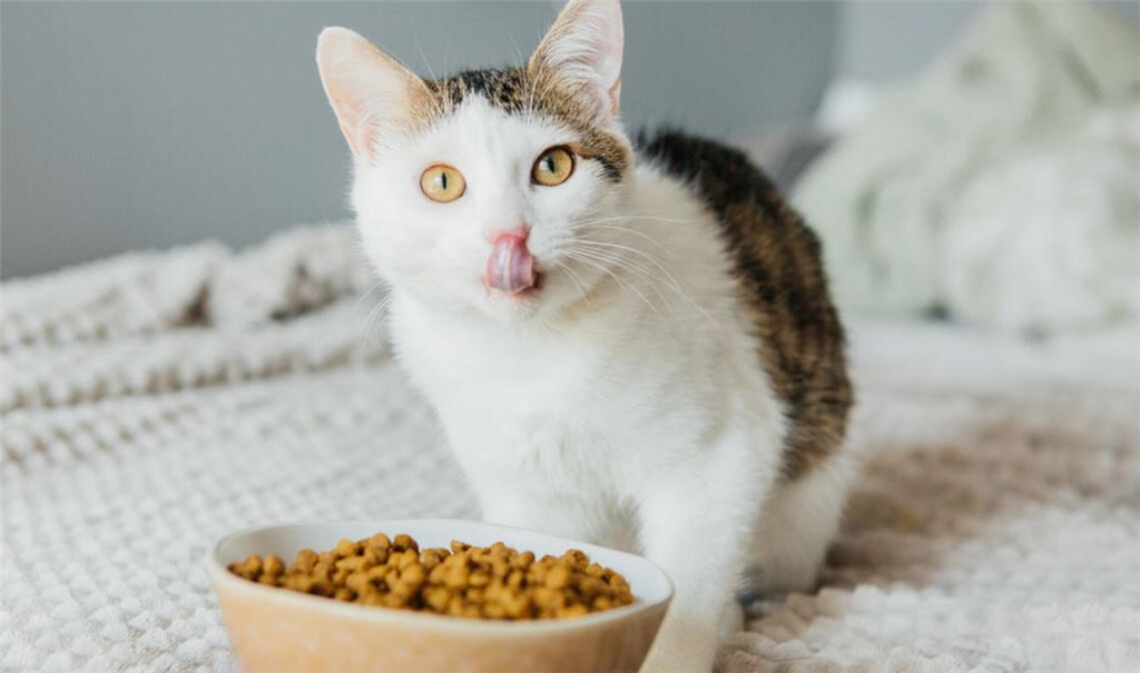Die Umstellung von Nass- zu Trockenfutter gestaltet sich bei Katzen oft schwer. Mit diesen Tipps klappt der Umstieg.