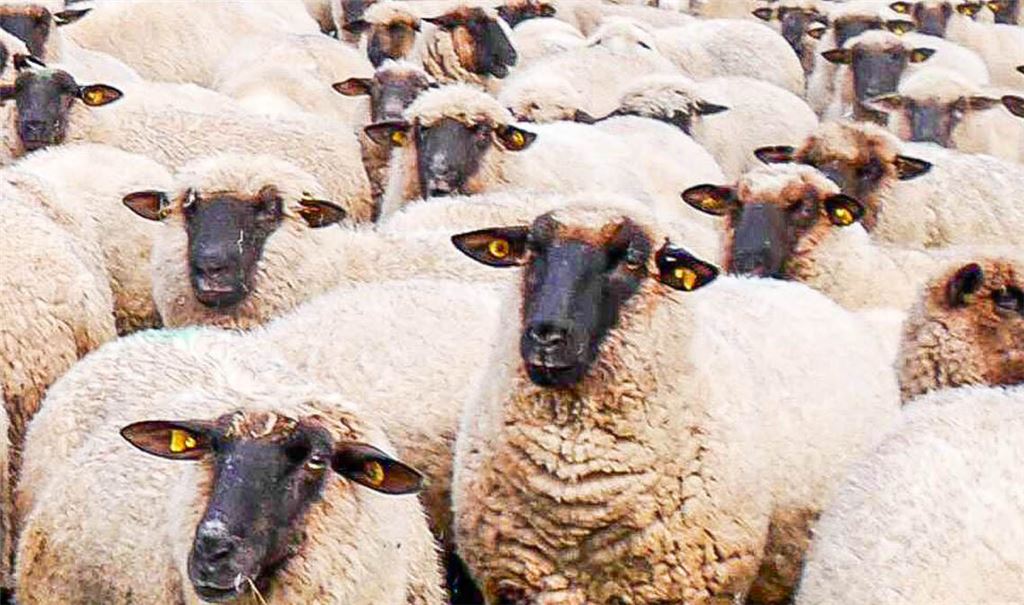 Die Vermutung liegt nahe: Die Schafe selbst sind sich keiner Schuld bewusst. Symbolfoto: Archiv