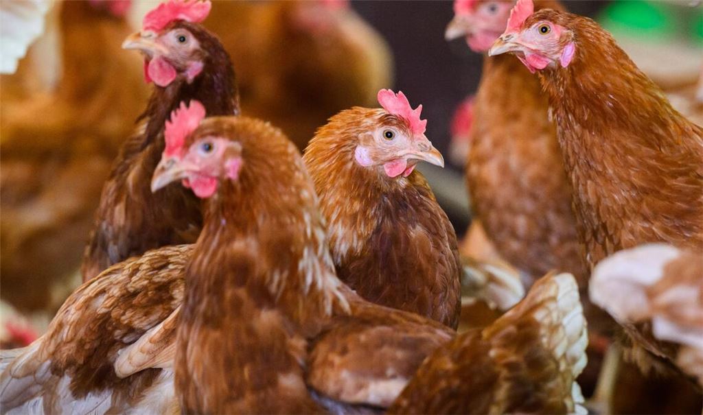 Die Vogelgrippe, auch Geflügelpest genannt, ist eine bei vielen Vogel- und Geflügelarten häufig tödlich verlaufende Infektionskrankheit. (Symbolbild)