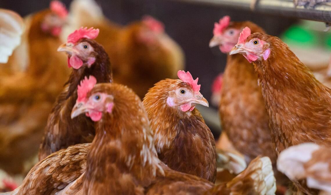 Die Vogelgrippe ist eine bei vielen Vogel- und Geflügelarten häufig tödlich verlaufende Infektionskrankheit. (Symbolbild)